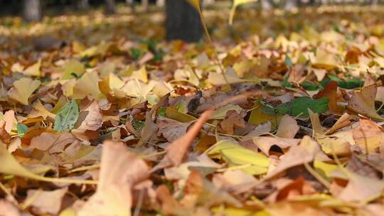 秋天银杏树叶飘落的慢镜头