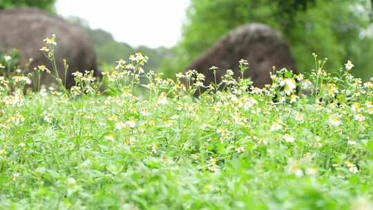 微风中的花丛草丛实拍