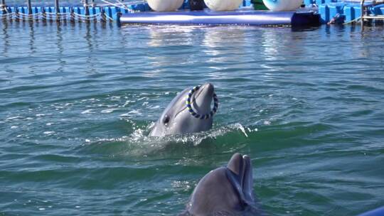 有趣的海豚和游客互动表演