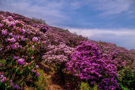 龙舟山杜鹃花