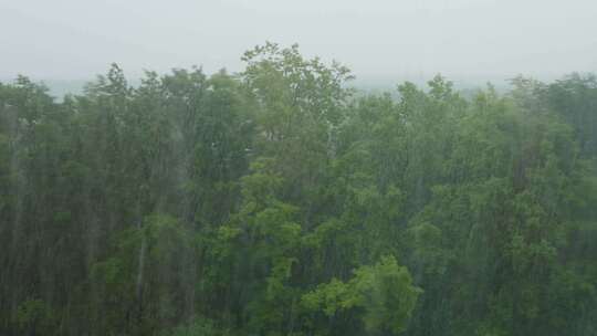 从森林的窗口看夏天的大雨和倾盆大雨