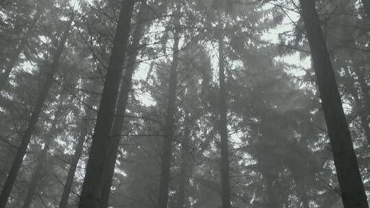 充满雾气的茂密森林