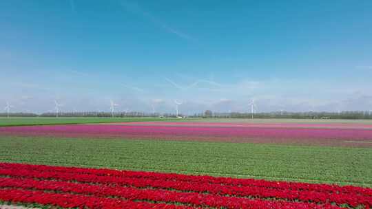 田野，郁金香，鲜花，无人机