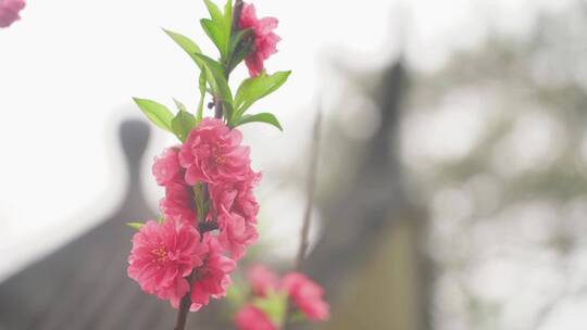 桃花阁 桃花视频素材模板下载