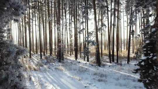 冬季森林树枝路面冰雪