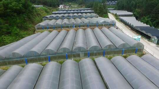 高山大棚种植