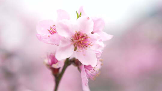 桃花盛开桃花源