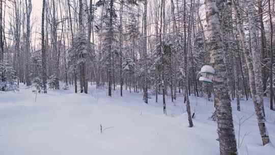 伊春5A景点汤旺河林海奇石景区冬天雪松