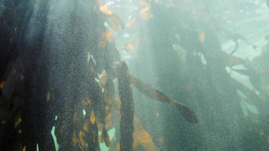 水下的鱼和水草的特写镜头