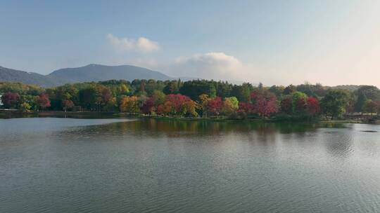 航拍南京中山陵前湖公园秋季景色