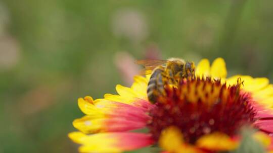 野菊花上的蜜蜂采蜜特写