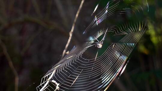 一只蜘蛛正在织网捕食猎物视频素材模板下载