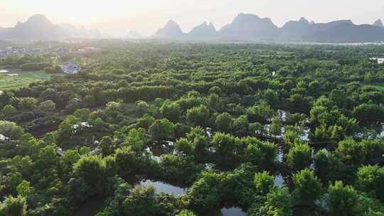 航拍广西桂林会仙湿地白鹭栖息地