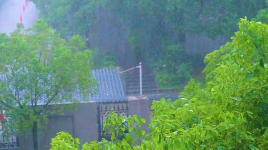 城市下暴雨下雨天雨水雨滴植物树叶子树木雨