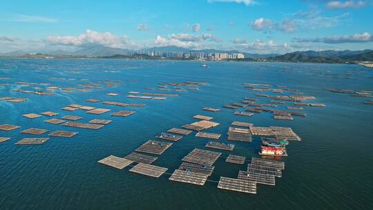 航拍深圳湾香港生蚝养殖场视频素材模板下载