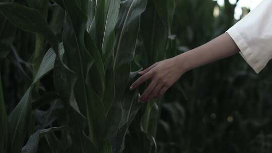 傍晚 女性手指略过玉米秸秆叶子