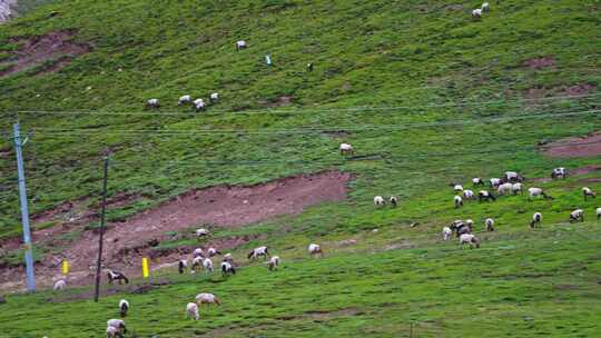 祁连山草原上的绵羊群视频素材模板下载