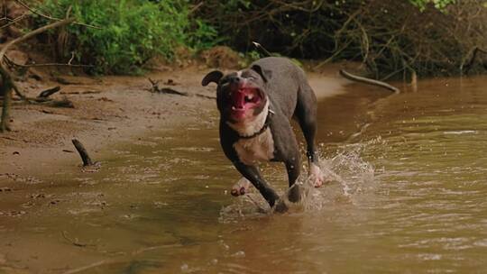 河边的狗在奔跑