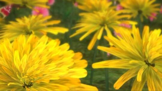 黄色的花朵盛开