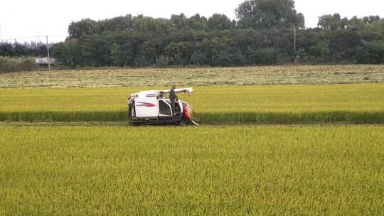航拍兴化大米水稻乡村农田收割机视频宣传