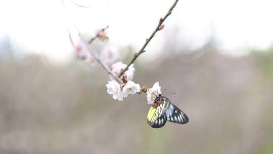 报喜斑粉蝶/蝴蝶在梅花上采蜜视频素材模板下载