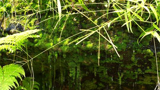 洞顶石头植物苔藓滴水泉水流水矿物质水资源