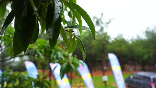 雨水 雨滴 下雨天 雨滴慢动作