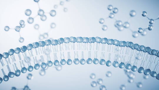 透明磷脂双分子细胞膜结构3D渲染