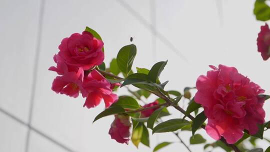 香妃茶花、蜜蜂采蜜慢动作