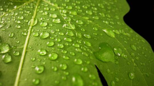 雨点落在树叶上水珠