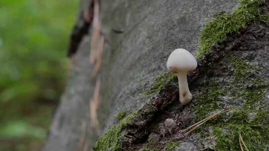 树干上的蘑菇视频素材模板下载