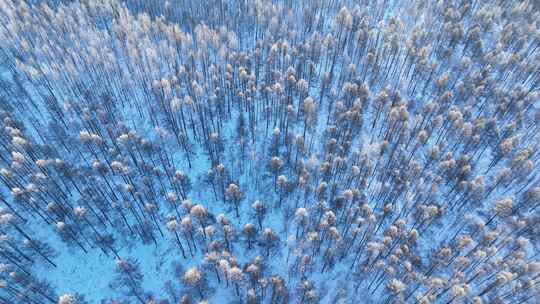 鸟瞰蓝色雪原森林红树梢