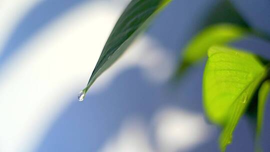 天然 绿色 树叶上的水滴