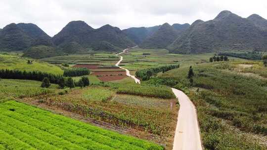 航拍生姜种植基地视频素材模板下载