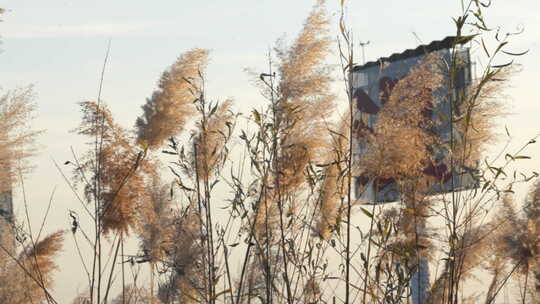 芦苇 禾本科 花 干芦苇 被子植物 芦苇毛