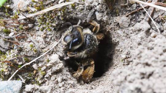 孤独的蜜蜂在地下挖掘