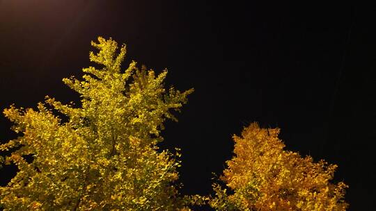 夜晚的银杏树金色的树叶原始4K素材