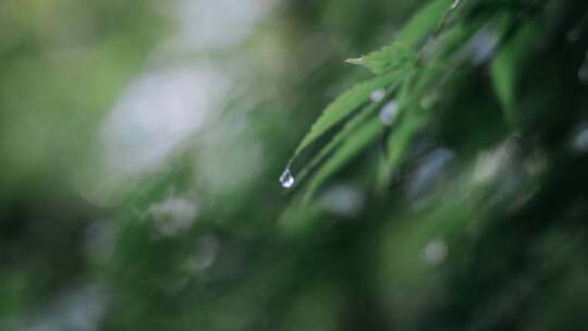 雨天的植物叶子4K