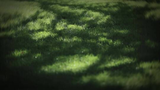 草地私家花园草原风农场植物宁静草坪光影树