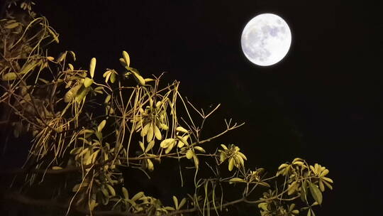 夜景月亮04视频素材模板下载