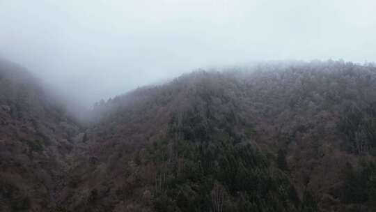 四川阿坝九寨沟县黄土梁隧道杜鹃山冬日