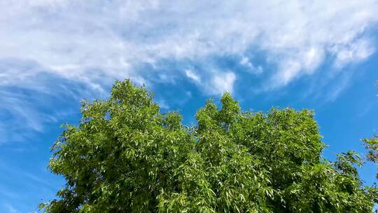 绿树蓝天白云