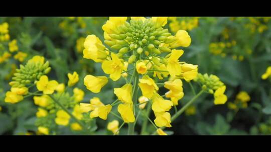 4K微距拍摄油菜花