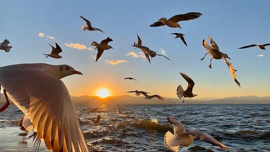 浪花升格大海鸥海面沙滩海洋海浪卷礁石海水高清在线视频素材下载
