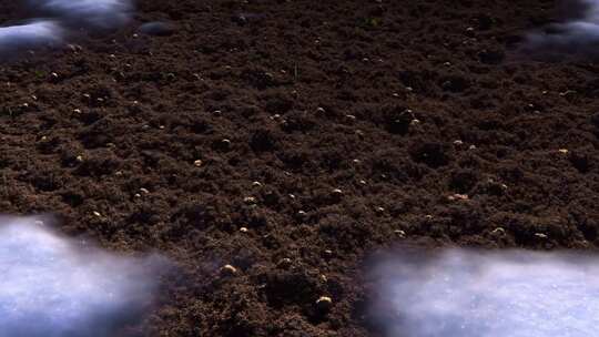 冰雪融化万物复苏小草发芽