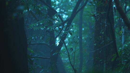大自然下雨的森林