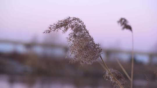 芦苇 河边 秋末 初冬 金色