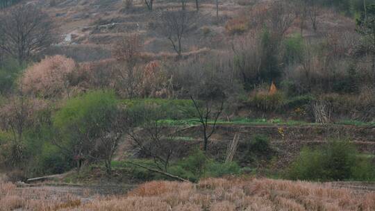 山林山坡耕地秋收麦地视频