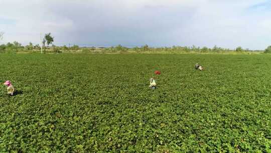 新疆 棉花种植基地