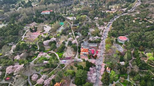 青岛春天青岛中山公园樱花